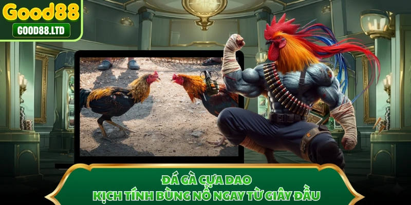 Đá Gà Cựa Dao - Kịch Tính Bùng Nổ Ngay Từ Giây Đầu