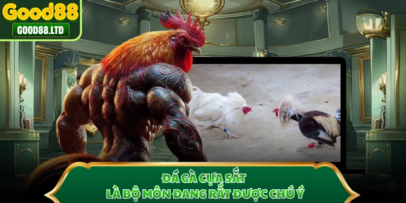 Đá gà cựa sắt là bộ môn đang rất được chú ý